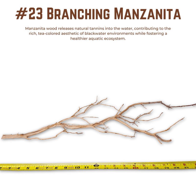 Branching Manzanita | WYSIWYG Pieces