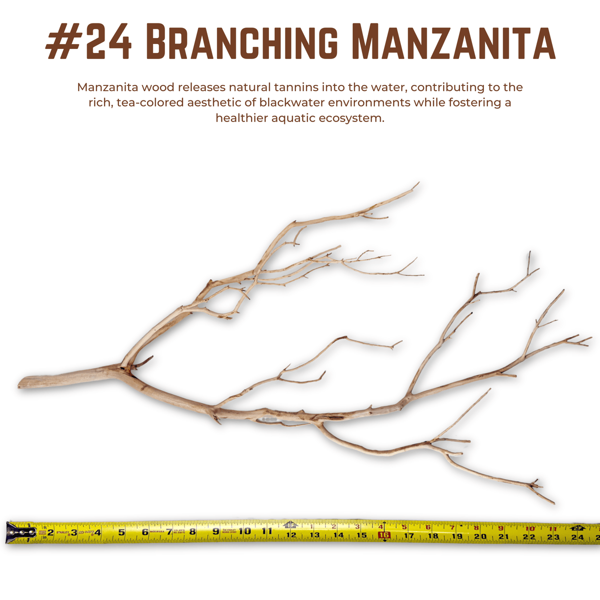 Branching Manzanita | WYSIWYG Pieces