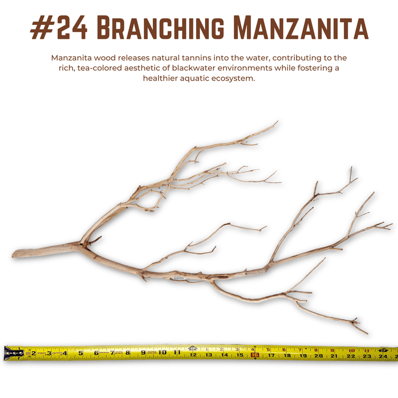 Branching Manzanita | WYSIWYG Pieces