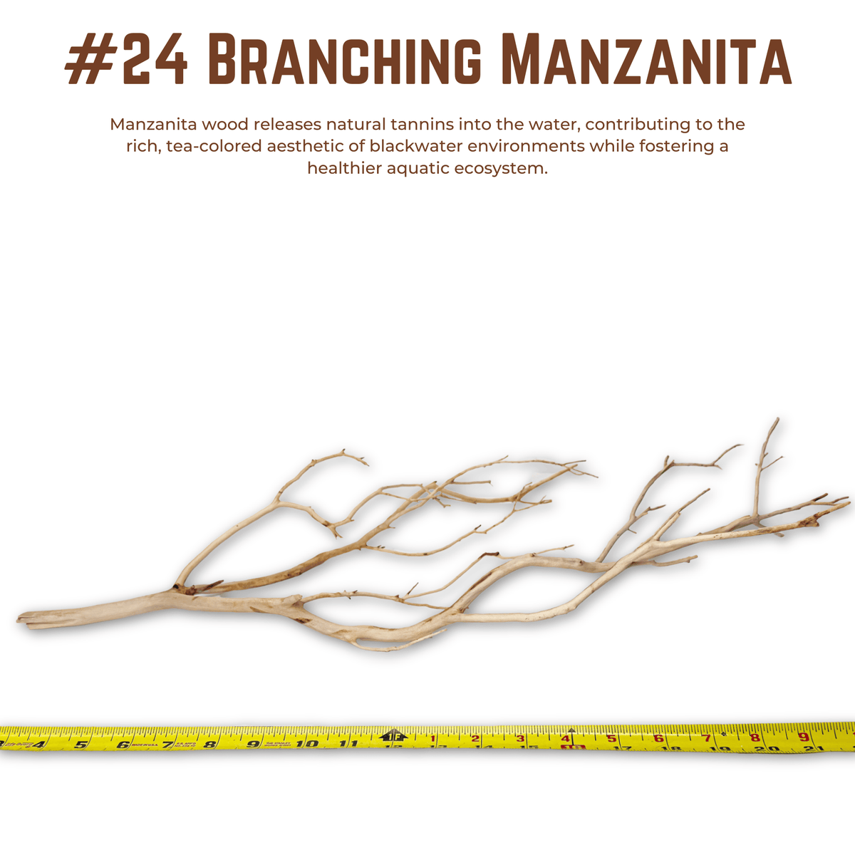 Branching Manzanita | WYSIWYG Pieces