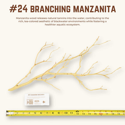 Branching Manzanita | WYSIWYG Pieces