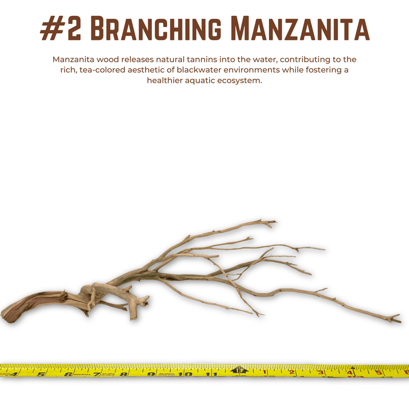 Branching Manzanita | WYSIWYG Pieces