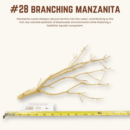 Branching Manzanita | WYSIWYG Pieces