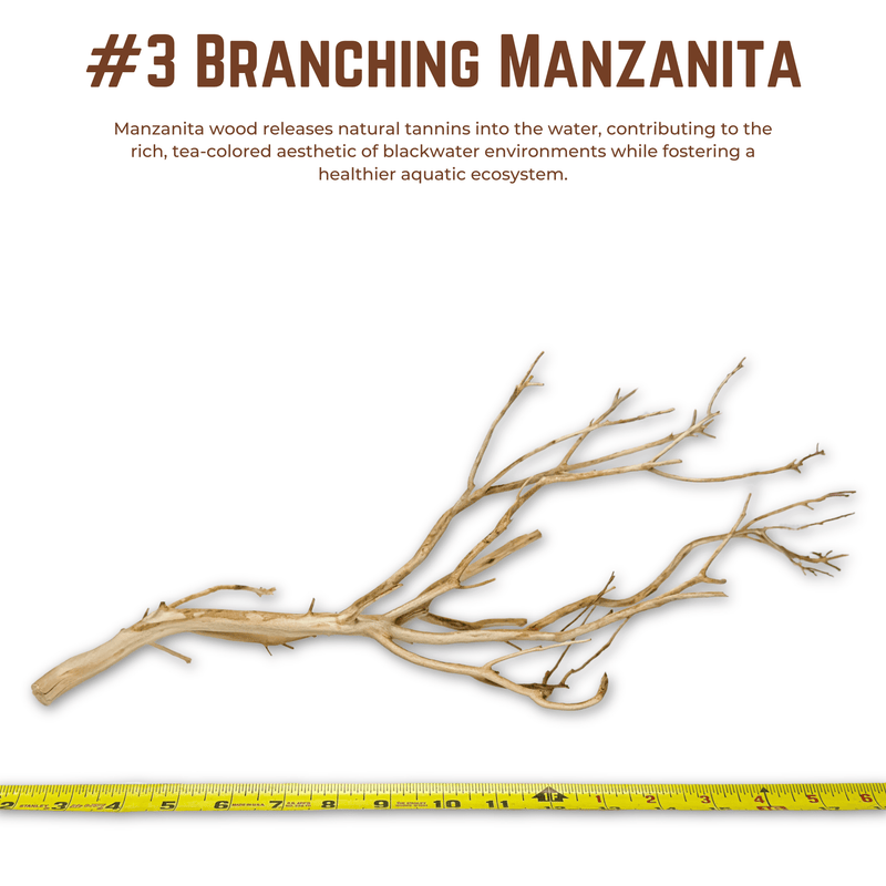 Branching Manzanita | WYSIWYG Pieces