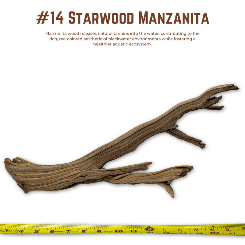 'Starwood' Manzanita | WYSIWYG Pieces