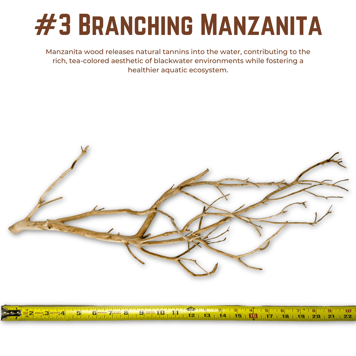 Branching Manzanita | WYSIWYG Pieces