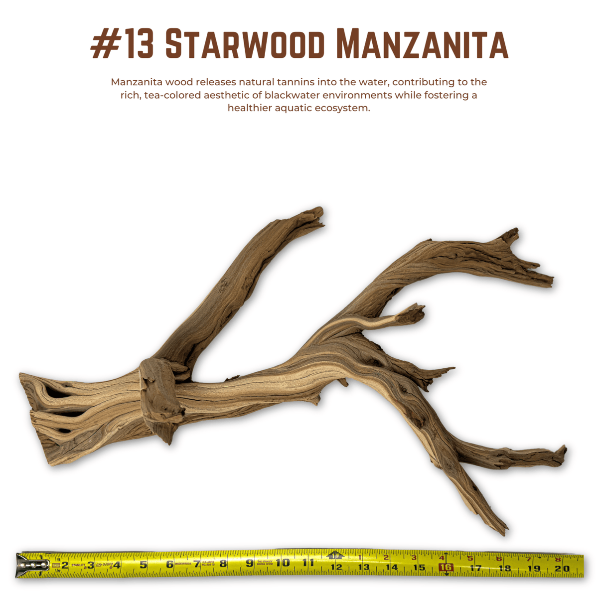 'Starwood' Manzanita | WYSIWYG Pieces