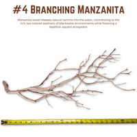 Branching Manzanita | WYSIWYG Pieces