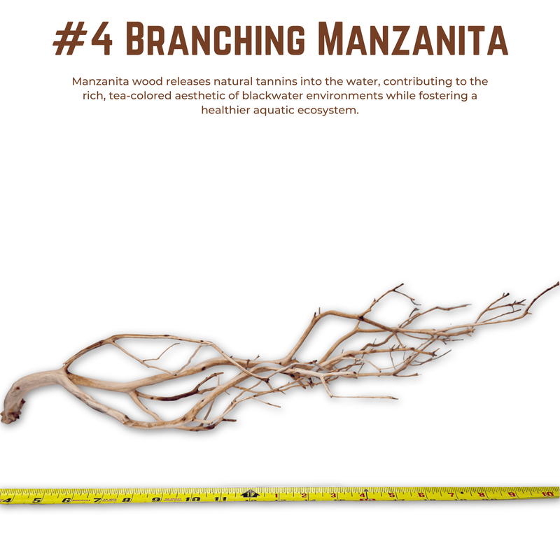 Branching Manzanita | WYSIWYG Pieces