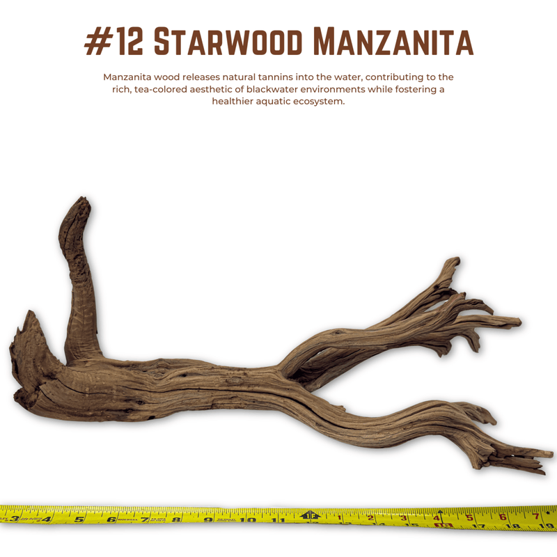 'Starwood' Manzanita | WYSIWYG Pieces