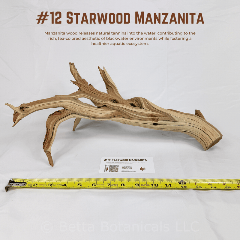 'Starwood' Manzanita | WYSIWYG Pieces