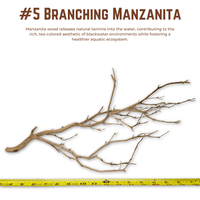 Branching Manzanita | WYSIWYG Pieces