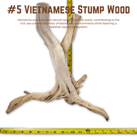 Vietnamese Stump Wood | WYSIWYG Pieces