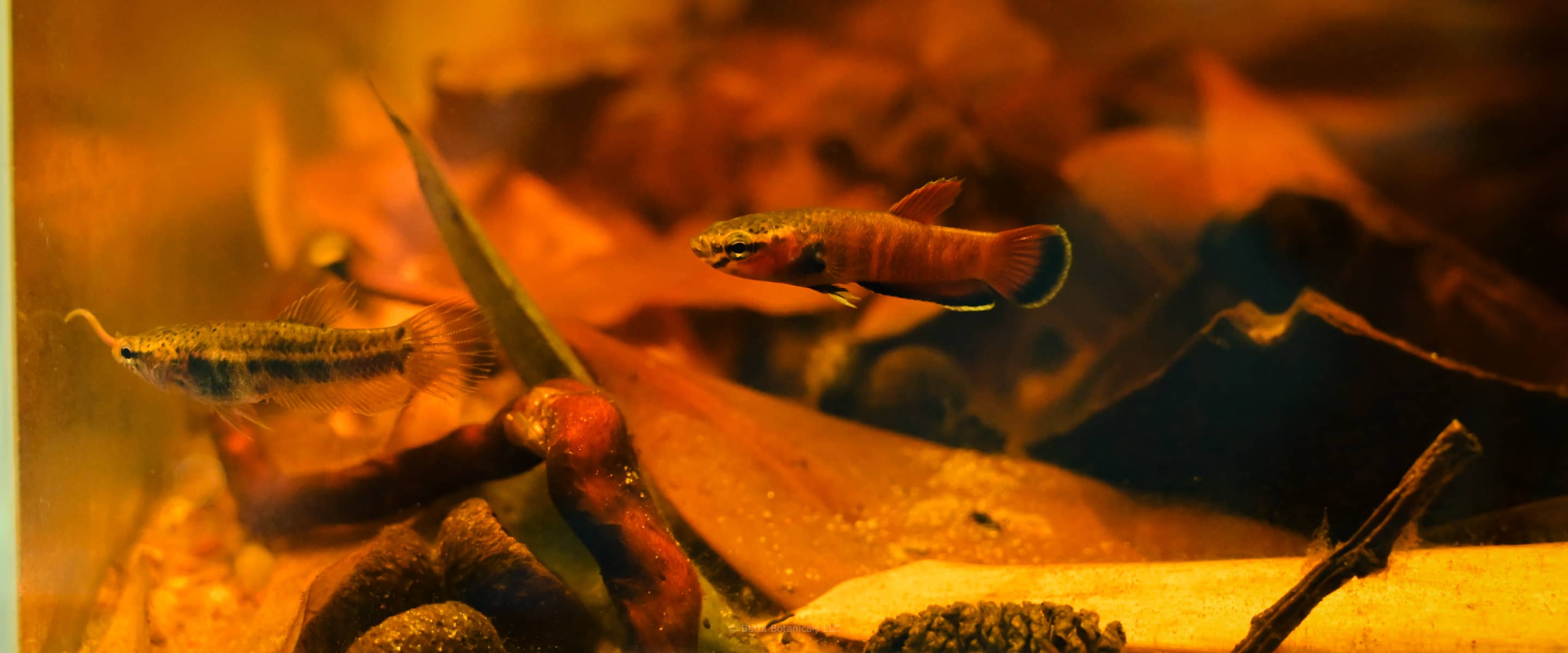 A pair of Betta Channoides swimming in a blackwater botanical method aquarium with brown leaves and twigs at Betta Botanicals.