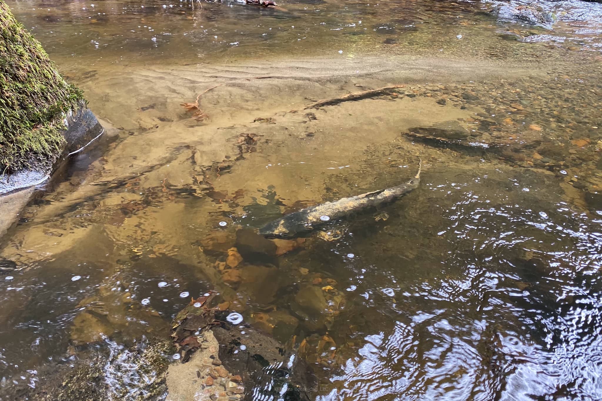A dark brown and white salmon in a stream in the Pacific Northwest during salmon spawning season at Betta Botanicals.