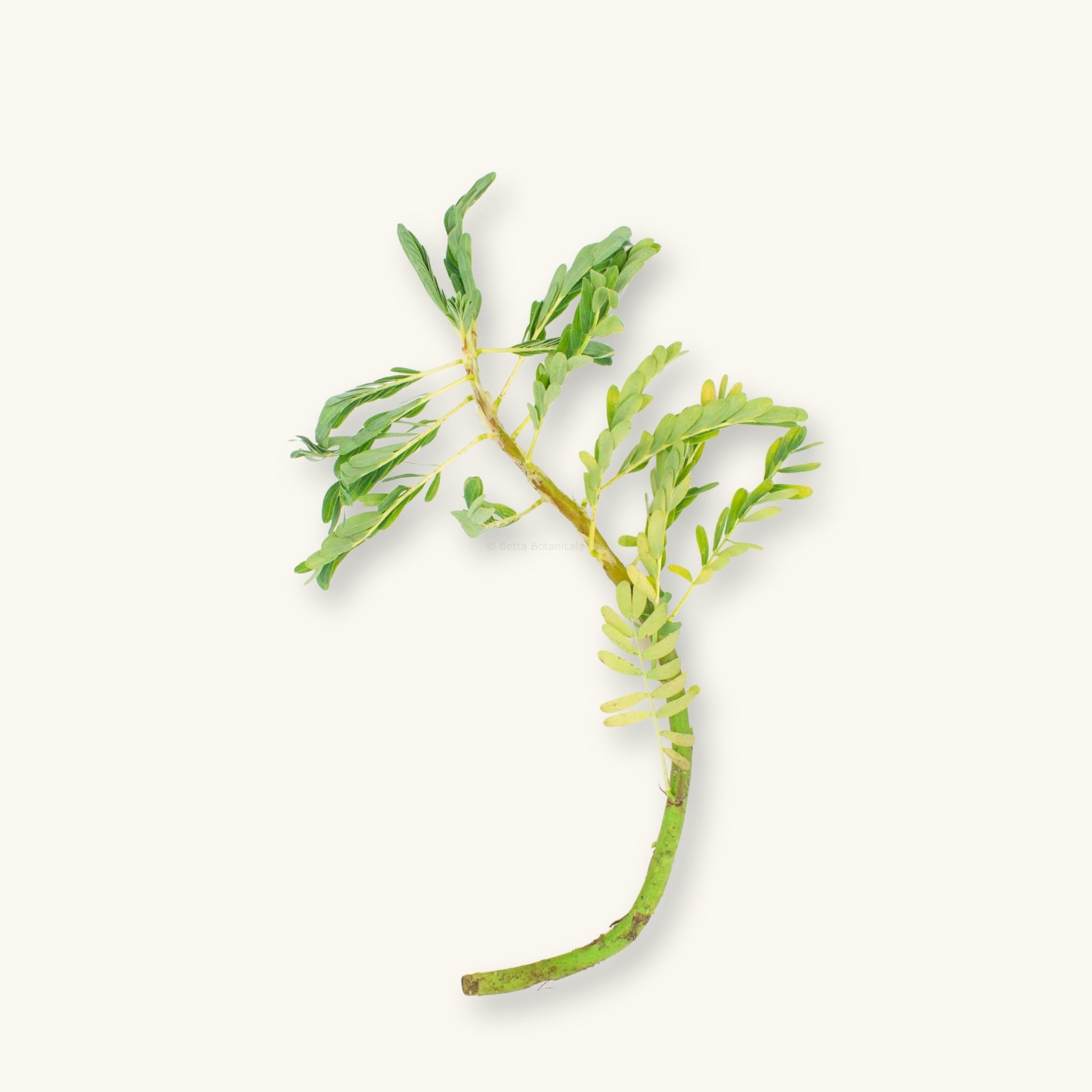 An Aeschynomene fluitans plant prepared for use in backyard ponds or paludariums, photographed against a natural background at Betta Botanicals.