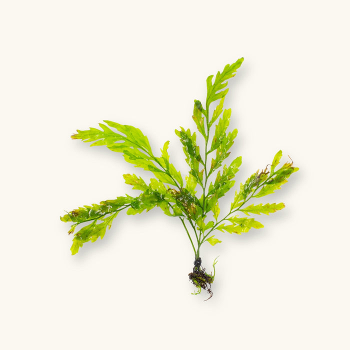 Bolbitis heudelotii Narrow Leaf | African Water Fern