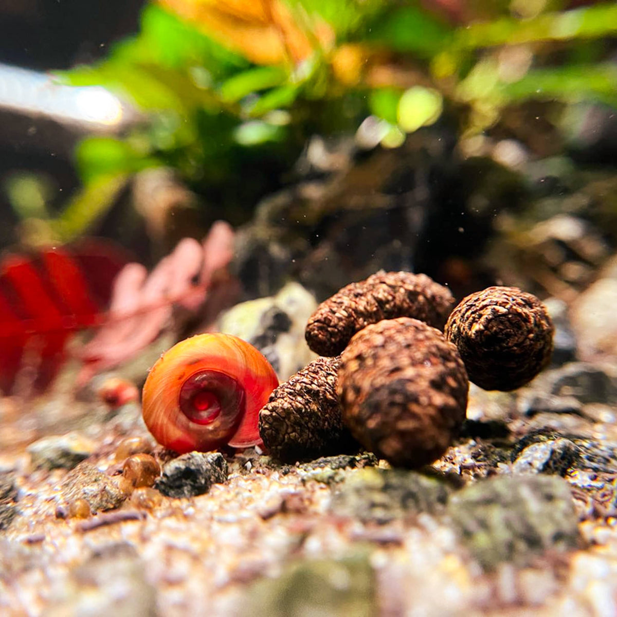 A red ramshorn snail in a blackwater botanical aquarium with alder cones at Betta Botanicals.