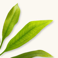 Close-up of Amazon Sword Plant leaves for use in blackwater planted aquariums, photographed against a natural background at Betta Botanicals.