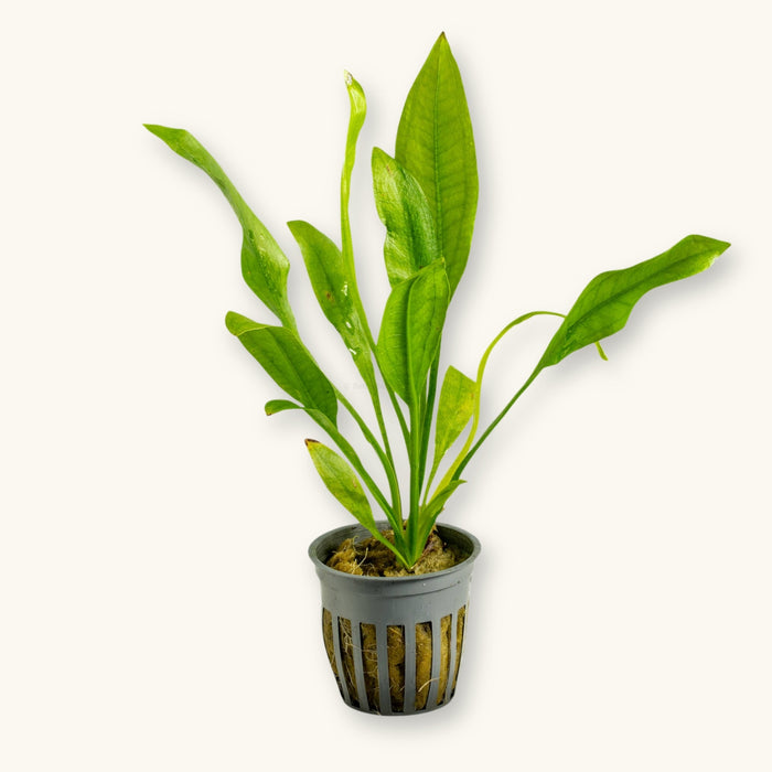 An Amazon Sword Plant potted for use in blackwater planted aquariums, photographed against a natural background at Betta Botanicals.