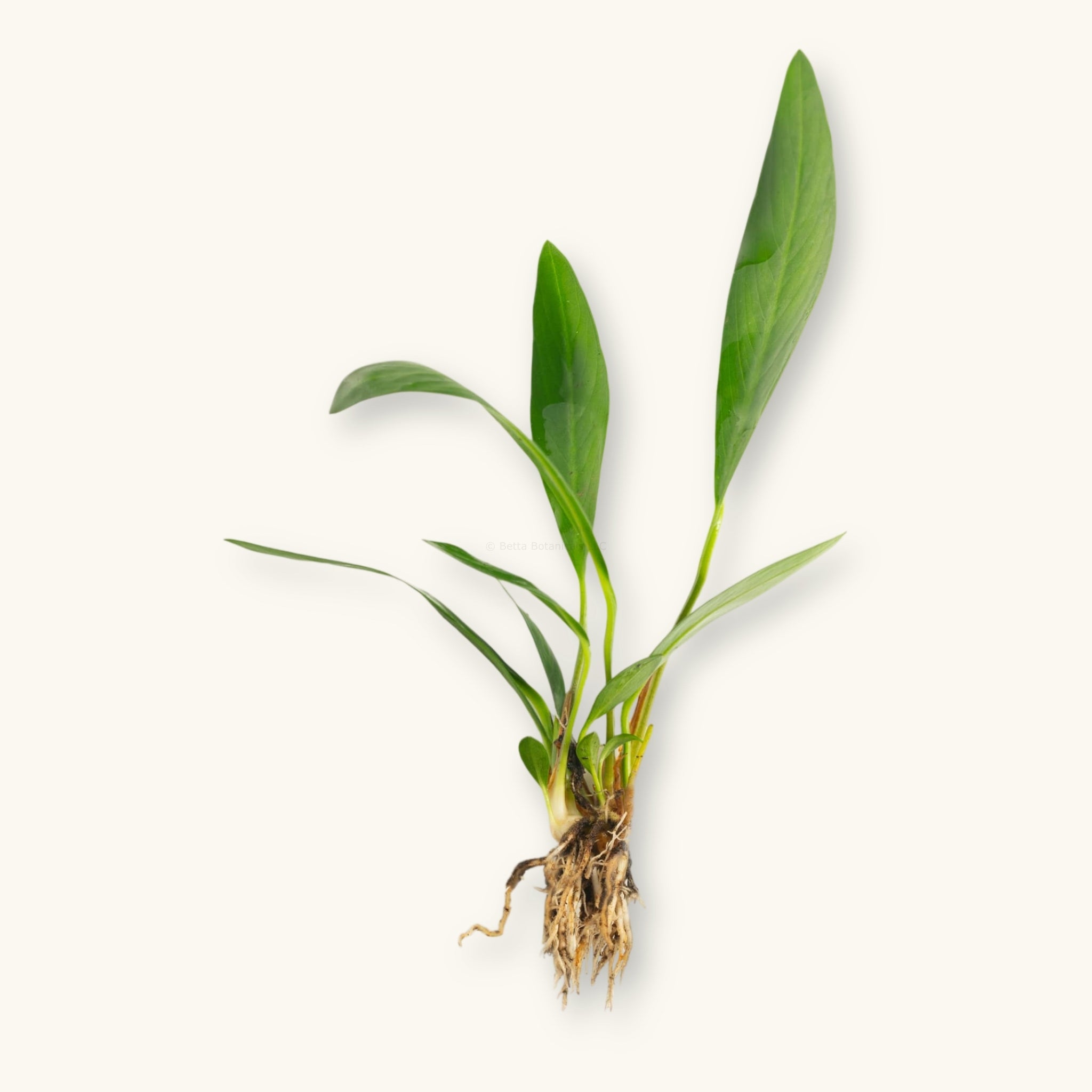 An Anubias afzelii plant prepared for use in blackwater aquariums, photographed against a natural background at Betta Botanicals.