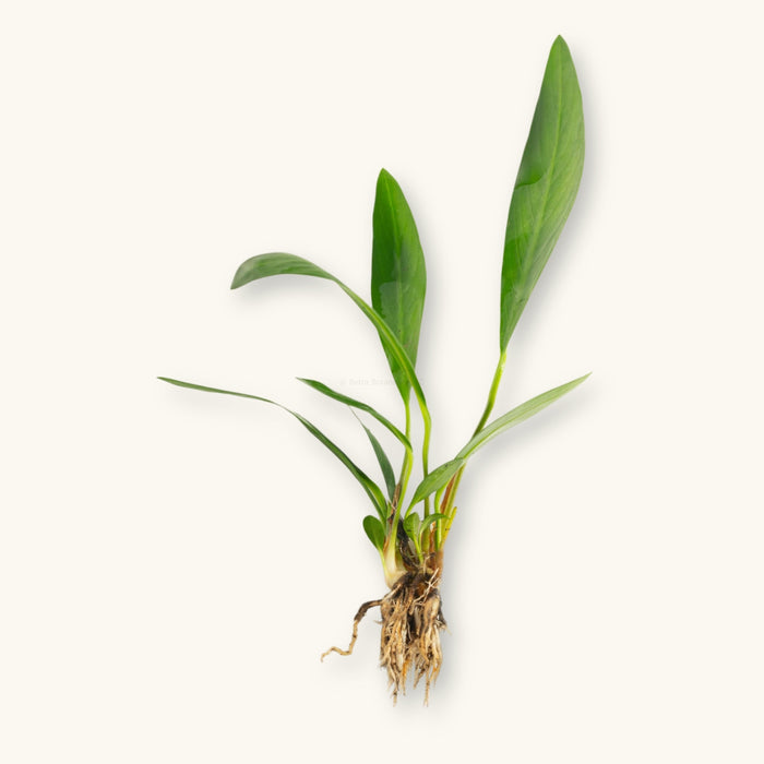 An Anubias afzelii plant prepared for use in blackwater aquariums, photographed against a natural background at Betta Botanicals.