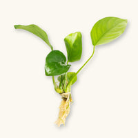 An Anubias Barteri plant with exposed roots prepared for blackwater biotope aquariums, photographed against a natural background at Betta Botanicals.