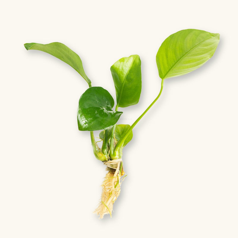 An Anubias Barteri plant with exposed roots prepared for blackwater biotope aquariums, photographed against a natural background at Betta Botanicals.