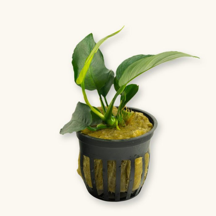 An Anubias Barteri plant potted for use in blackwater planted aquariums, photographed against a natural background at Betta Botanicals.
