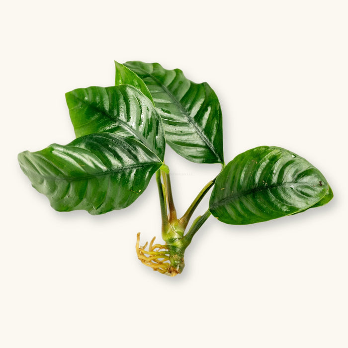 An Anubias Coffeefolia plant with exposed roots for use in blackwater and biotope aquariums, photographed against a natural background at Betta Botanicals.