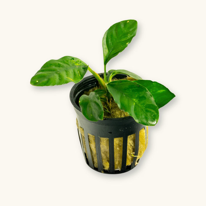 An Anubias Coffeefolia plant potted for use in blackwater planted aquariums, photographed against a natural background at Betta Botanicals.