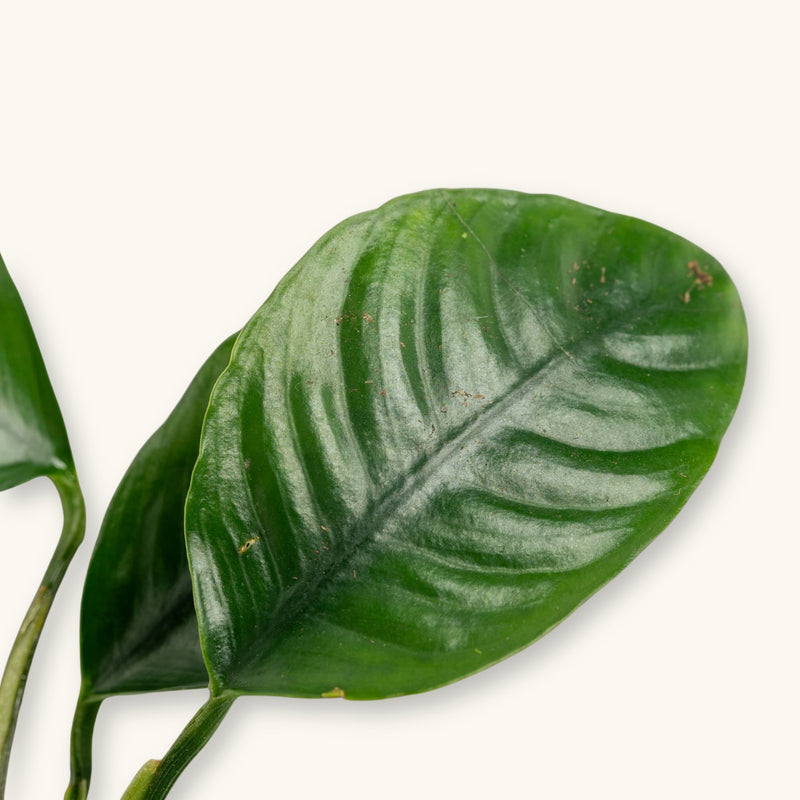 An Anubias Coffeefolia leaf photographed close-up for use in blackwater aquariums, showing natural texture and vibrant green coloration at Betta Botanicals.