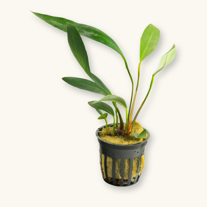 An Anubias lanceolata potted for use in blackwater aquariums, photographed against a natural background at Betta Botanicals.