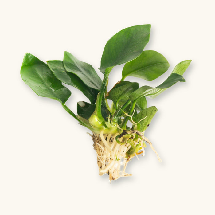 An Anubias Nana Plant bare-rooted for use in blackwater aquariums, photographed against a natural background at Betta Botanicals.