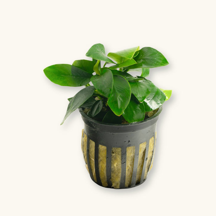 Anubias Nana plant potted for use in blackwater aquariums, photographed against a natural background at Betta Botanicals.