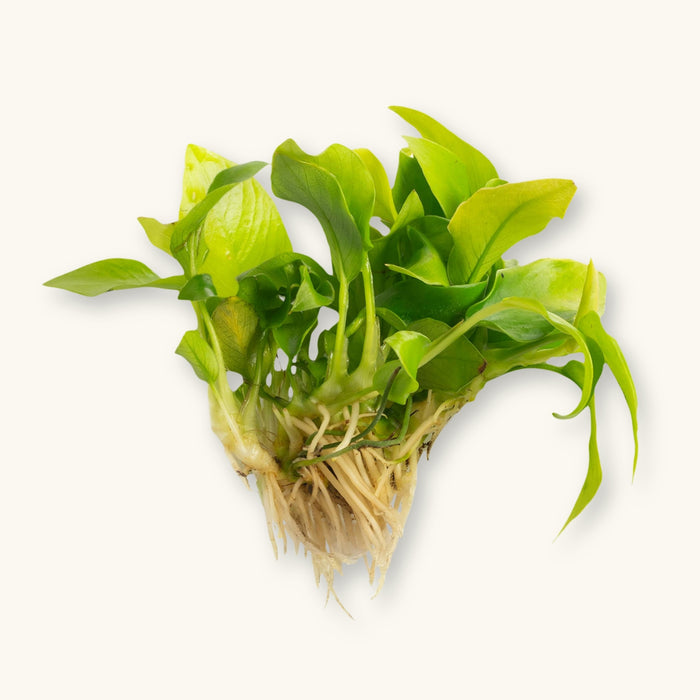 Anubias Nana Golden plant with exposed roots prepared for blackwater aquarium use, photographed on a natural background at Betta Botanicals.