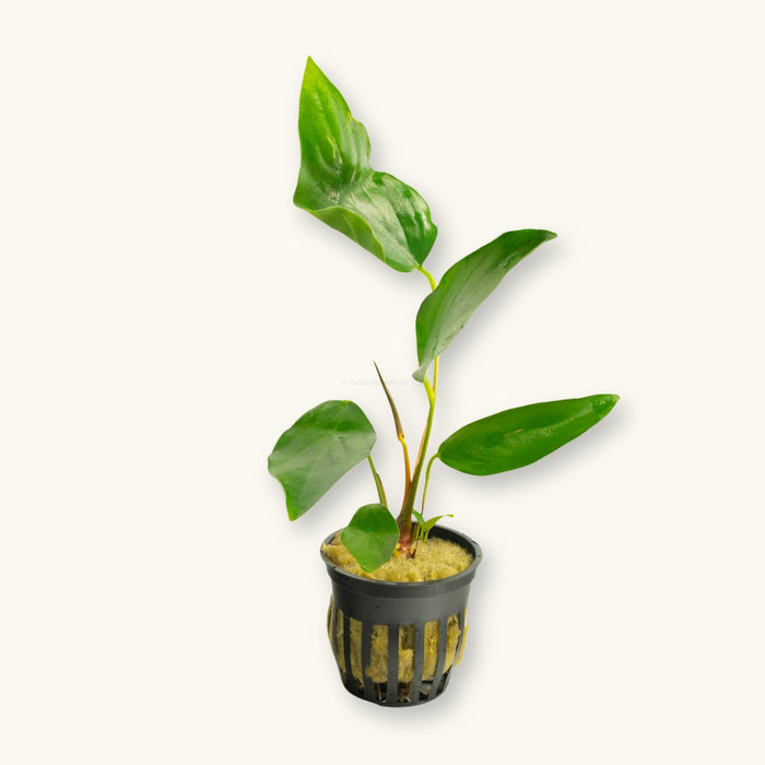 An Anubias hastifolia potted for use in blackwater aquariums, photographed on a white background at Betta Botanicals.