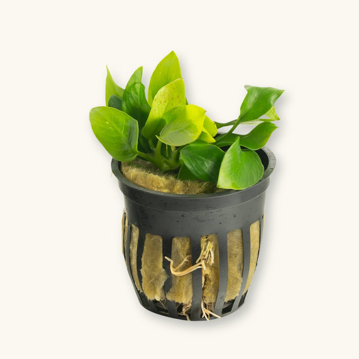 An Anubias Nana Golden Plant potted for use in blackwater planted aquariums, photographed against a natural background at Betta Botanicals.