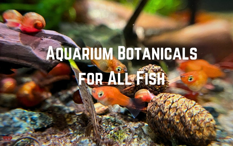 Betta Botanicals  Natural Aquarium Products