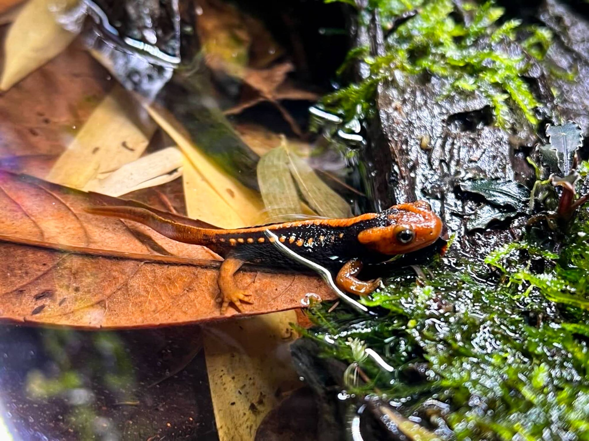 An orange and black newt rests on brown leaf litter in the water at Betta Botanicals.