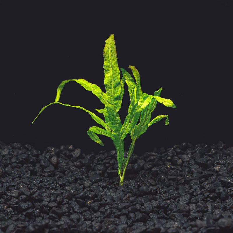Green aquatic plant on black substrate with a black background for blackwater aquariums at Betta Botanicals.