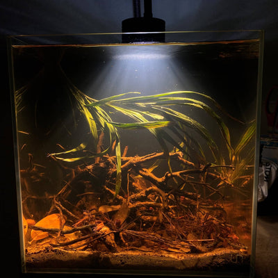 A green areca palm frond in a botanical method aquarium at Betta Botanicals.