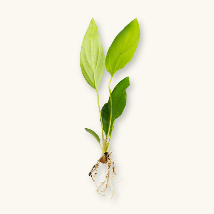 An Arrowhead Anubias with roots exposed for use in blackwater aquariums, photographed against a white background at Betta Botanicals.