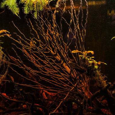 A rehydrated ceylong date palm in a blackwater botanical method aquarium at Betta Botanicals.
