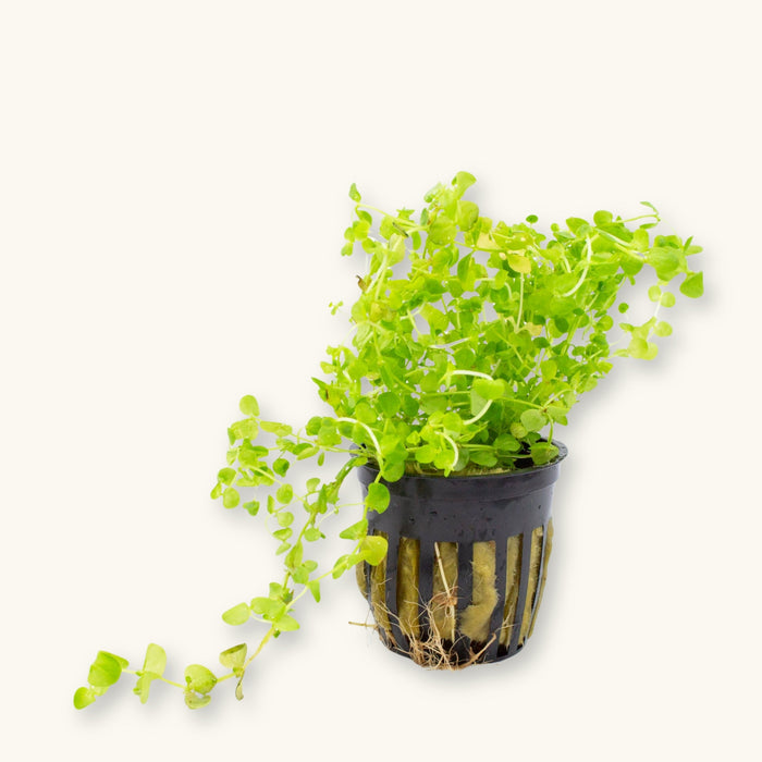 A Baby Tears plant potted for use in blackwater aquariums, photographed against a natural background at Betta Botanicals.