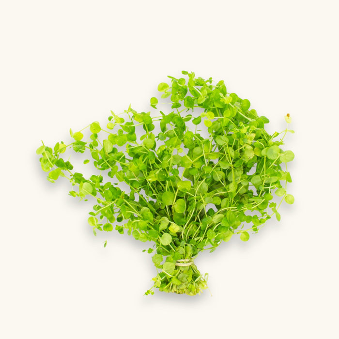 A bunch of Baby Tears (Hemianthus glomeratus) prepared for use in blackwater aquariums, photographed against a natural background at Betta Botanicals.
