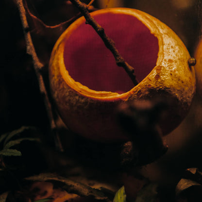 A brown and yellow hollow seed pod in a planted blackwater botanical aquarium at Betta Botanicals for aquarium fish.