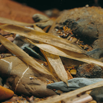 A pile of bamboo leaf litter in a clear water botanical style aquarium at Betta Botanicals.