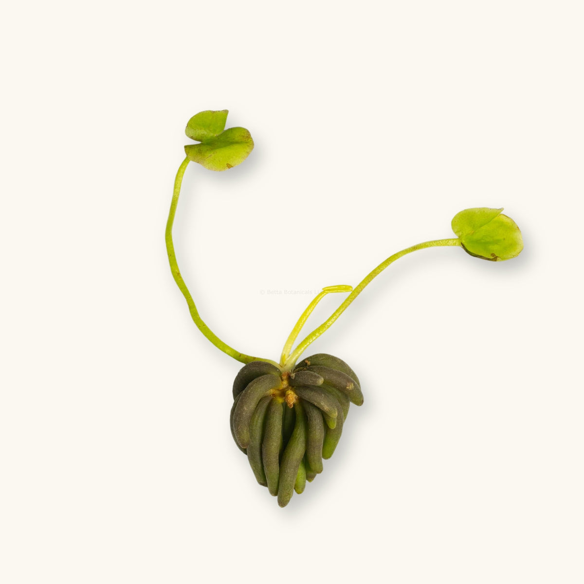A Banana Plant (Nymphoides aquatica) photographed against a natural background for use in blackwater aquariums at Betta Botanicals.