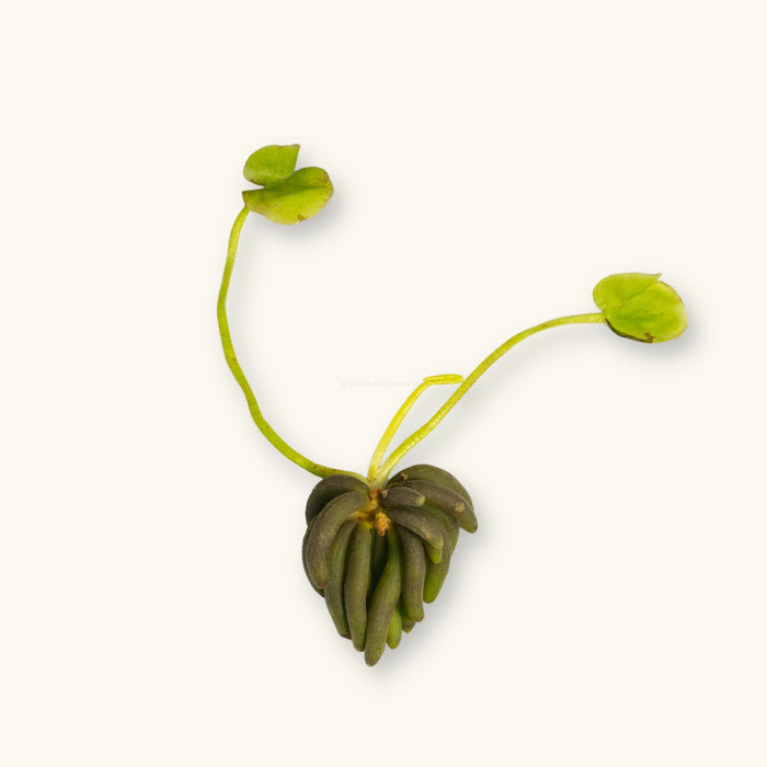 A Banana Plant (Nymphoides aquatica) photographed against a natural background for use in blackwater aquariums at Betta Botanicals.